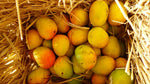 Indian seasonal aam Mango in germany  - indiansupermarkt