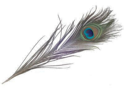 Mor Pankh or Peacock Feather Big