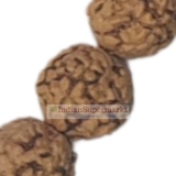 Rudraksha Mala – Small Beads - 108 Beads