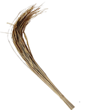 Pooja Darbha Grass (Kusha Grass) – Sacred Grass for Hindu Puja & Havan