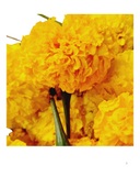 Fresh Marigold Flowers – Fresh Genda Phool 1pcs (Only Pickup)
