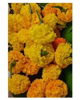 Fresh Marigold Flowers – Fresh Genda Phool 1pcs (Only Pickup)