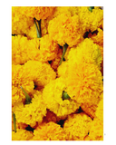 Fresh Marigold Flowers – Fresh Genda Phool 1pcs (Only Pickup)