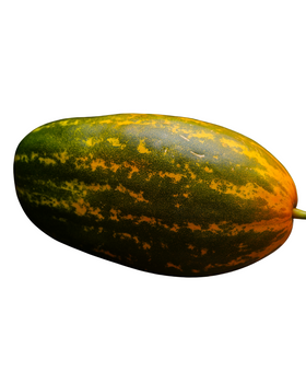 Madras Cucumbar - Yellow Cucumber 600-700gm