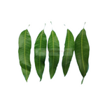 Mango leaf, Mavillai, mangoblätter - indiansupermarkt