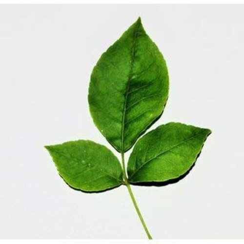 Bel Patra or Wood Apple for Shivratri - indiansupermarkt