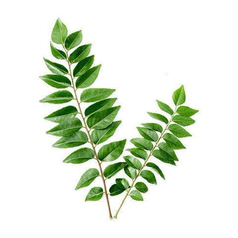Curry leaves - indiansupermarkt