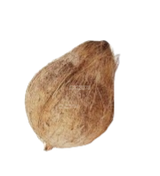 Pooja Coconut with Tail Fresh - IndianSupermarkt