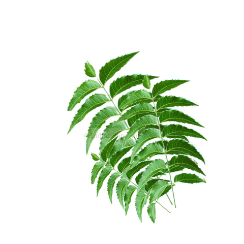 Neem Leaves - indiansupermarkt